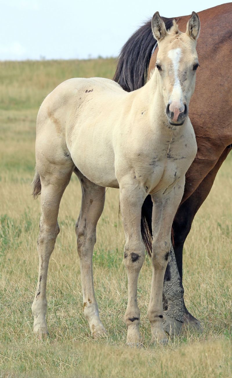 054 - Flit Glitter filly